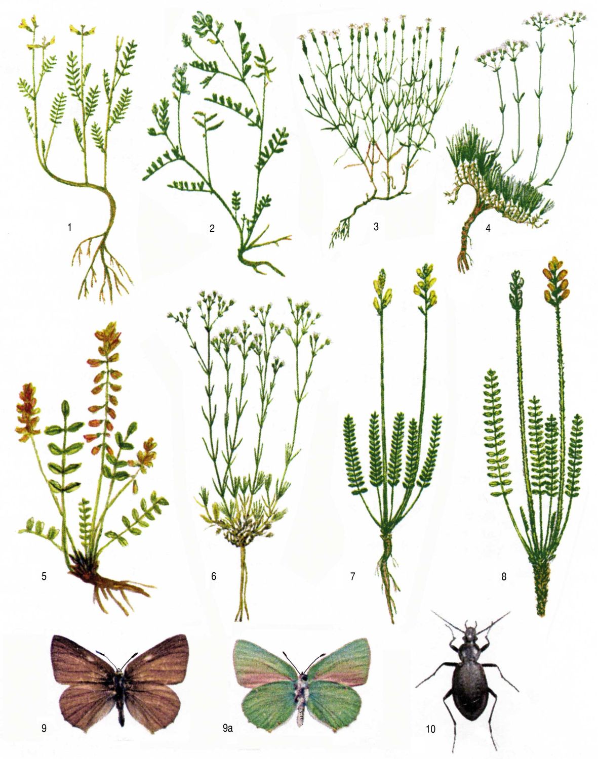 Эндемики: 1 - астрагал Карелина (Astragalus karelinianus); 2 - астрагал Кле...