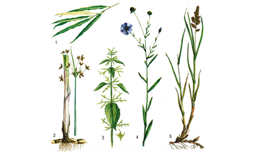 Волокнистые растения: 1 – ива корзиночная (Salix viminalis); 2 – камыш озёрный (Scirpus lacustris); 3 – крапива двудомная (Urtica dioica); 4 – лён посевной (Linum usitatissimum); 5 – осока двурядная (Carex disticha)