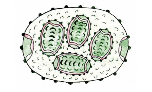 Ооцистис бородавчатый (Oocystis verrucosa)
