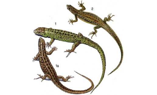 Ящерицы:  1 — ящерица прыткая (Lacerta agilis), самец, 1а — то же, самка; 2 — ящерица живородящая (Zootoca vivipara)