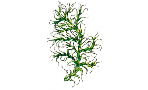 Керпекле фаброния (Fabronia ciliaris)