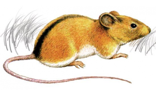 Мышовка лесная(Sicista betulina)
