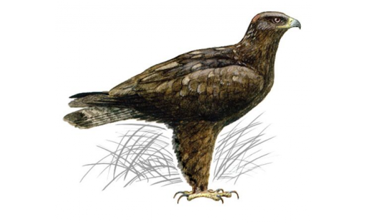 Орёл степной (Aquila rapax)