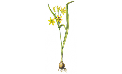 Гусиный лук жёлтый (Gagea lutea)
