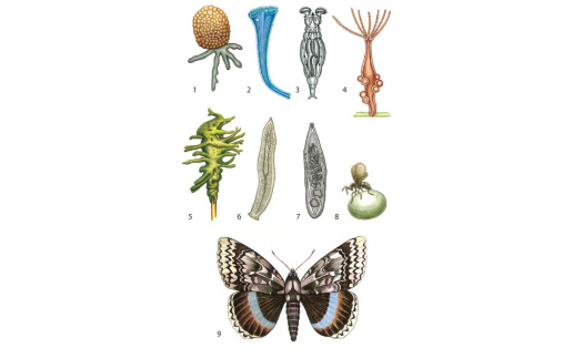 Беспозвоночные: 1 — диффлюгия (Difflugia); 2 — инфузория-трубач (Stentor coeruleus); 3 — коловратка (Philodina brevipes); 4 — гидра длинностебельчатая (Pelmatohydra oligactis); 5 — губка-бадяга (Spongilla); 6 — планария молочная (Dendrocoelum lacteum); 7
