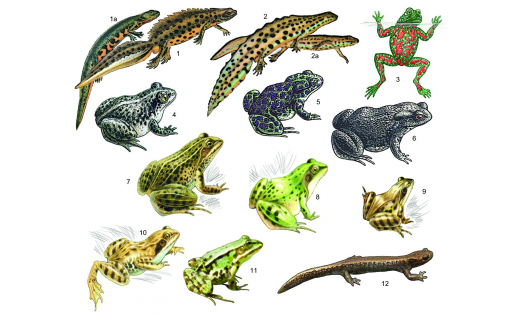 Земноводные: 1 — тритон гребенчатый (Triturus cristatus): самец, 1а – то же, самка; 2 — тритон обыкновенный (Lissotriton vulgaris): самец, 2а – то же, самка; 3 — жерлянка краснобрюхая (Bombina bombina); 4 — чесночница обыкновенная (Pelobates fuscus); 5 — жаба зелёная (Bufo viridis); 6 — жаба серая или обыкновенная (Bufo bufo); 7 — лягушка озерная (Rana ridibunda); 8 — лягушка прудовая (Rana lessonae); 9 — лягушка остромордая (Rana terrestris); 10 — лягушка травяная (Rana temporaria); 11 — лягушка съедобная (Rana esculenta); 12 — сибирский углозуб (Salamandrella keyserlingii) Amphibians: 1 — crested triton (Triturus cristatus): male, 1a — female; 2 — ordinary newt (Lissotriton vulgaris): male, 2a — female; 3 — red-bellied toad (Bombina bombina); 4 — common spadefoot (Pelobates fuscus); 5 — green toad (Bufo viridis); 6 — gray or common toad (Bufo bufo); 7 — lake frog (Rana ridibunda); 8 — pond frog (Rana lessonae); 9 — moor frog (Rana terrestris); 10 — grass frog (Rana temporaria); 11 — edible frog (Rana esculenta); 12 — Siberian salamander (Salamandrella keyserlingii)