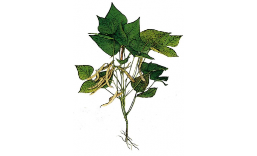Фасоль обыкновенная (Phaseolus vulgaris). Сорт “Уфимская”
