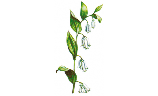 Купена душистая (Polygonatum odoratum)