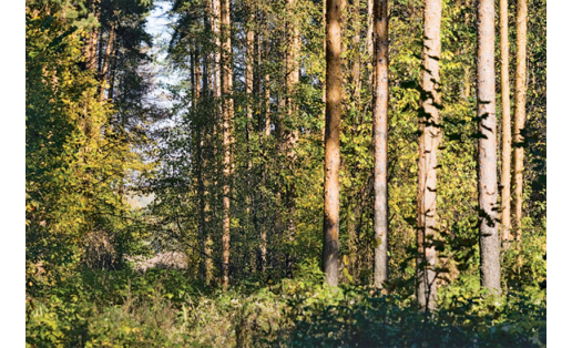 Сосновый лес Pine forest