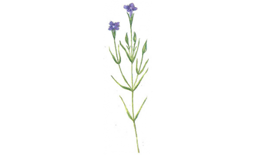 Горечавник бородатый (Gentianopsis barbata)