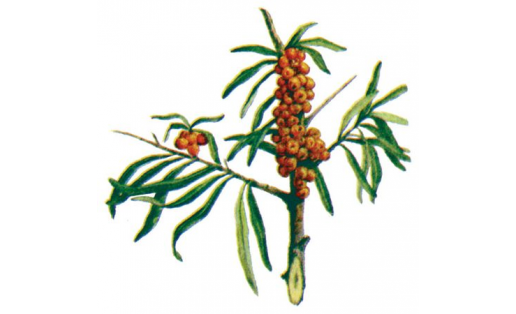 Облепиха крушиновидная (Нippophaё rhamnoides)
