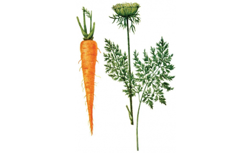 Морковь посевная (Daucus sativa)