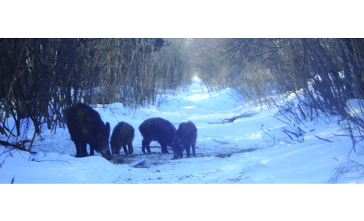 Зоологический заказник “Бирский” The Birsky zoological wildlife reserve