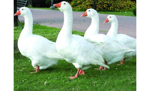 Гуси породы Уральские белые. Племптицезавод “Благоварский”.  Geese of the Ural white breed