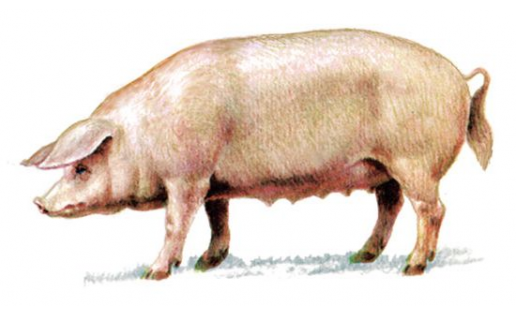 Свиноматка порода ландрас