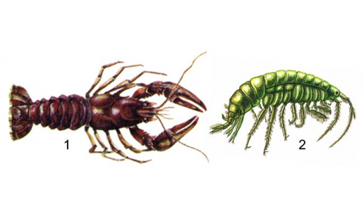 Ракообразные: 1 — тонкопалый рак речной (Astacus leptodactylus); 2 — озёрный бокоплав (Gammarus lacustris) Crustaceans: 1 – narrow-clawed crayfish (Astacus leptodactylus); 2 – freshwater shrimp (Gammarus lacustris)