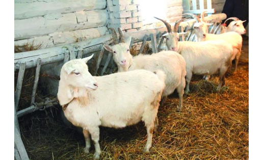 Козы зааненской породы. Гафурийский р-н The Zaanensky goats breed. Gafuriysky Raion