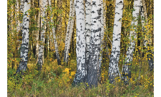 Берёзовый лес Birch forest