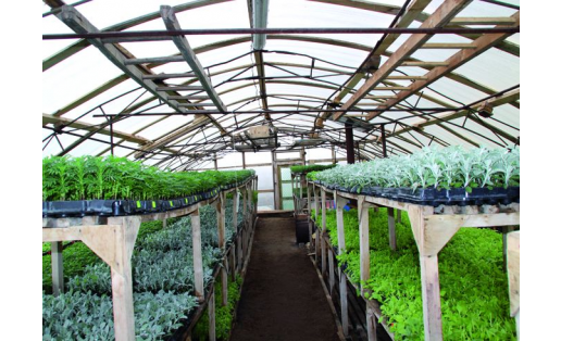 Теплица МУП “Горзеленхоз” Greenhouse of MUP Gorzelenkhoz