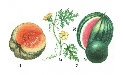 Бахчевые культуры:  1— тыква крупноплодная, плод; 2 — арбуз: 2а — побег с цветками, 2б и 2в — плоды